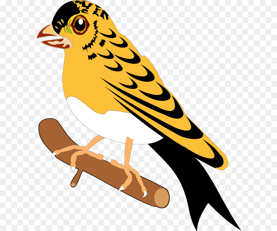 Bird, Animal, Finch, Beak, Fish Png Image