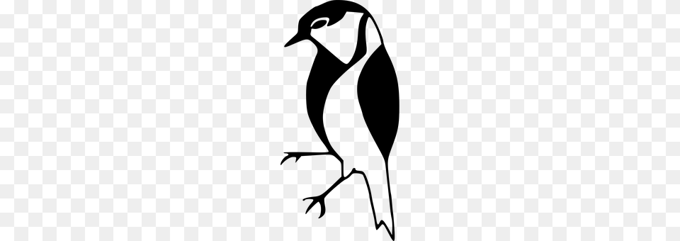 Bird Gray Png