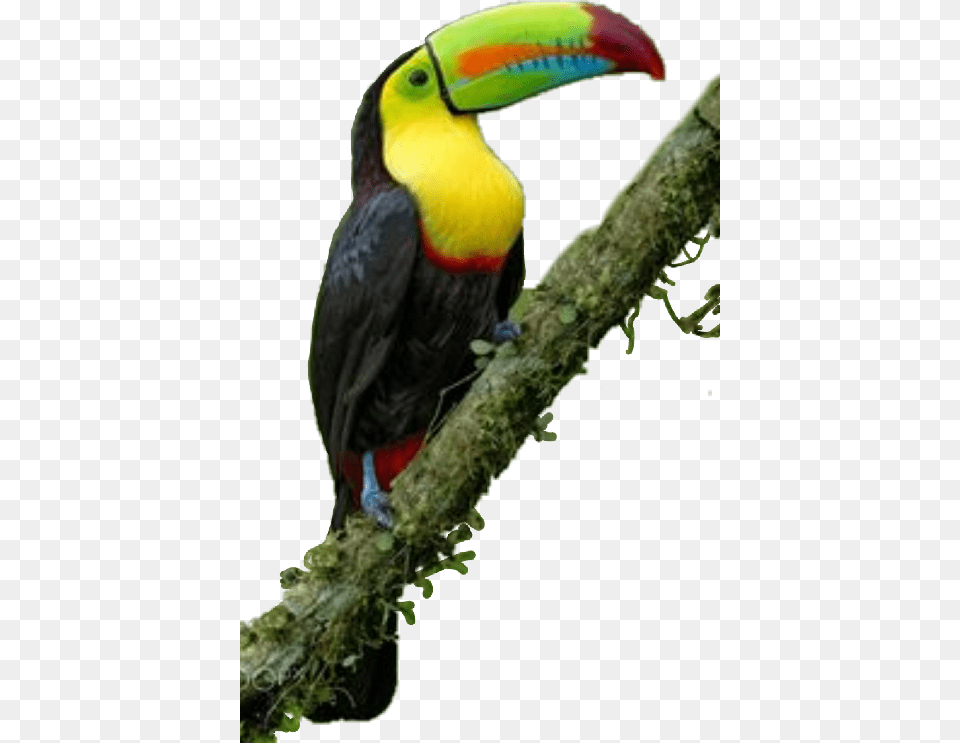 Bird, Animal, Beak, Toucan Png