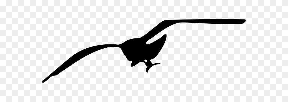 Bird Gray Png