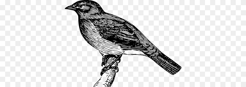 Bird Gray Png