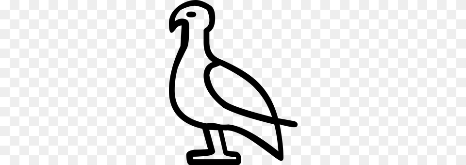 Bird Gray Png