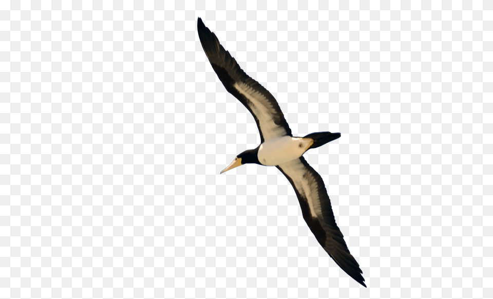 Bird, Animal, Booby Free Png Download