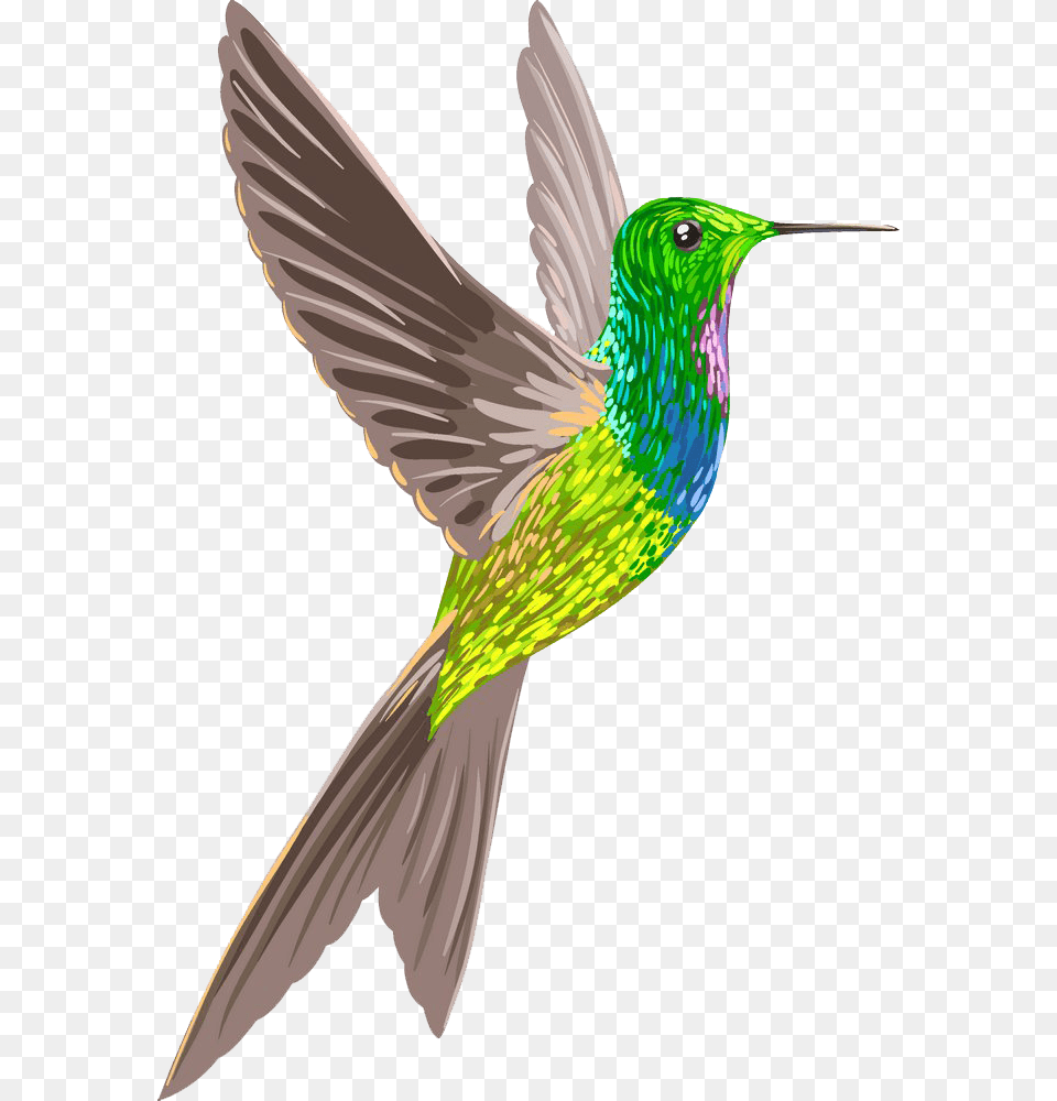 Bird, Animal, Hummingbird Free Transparent Png