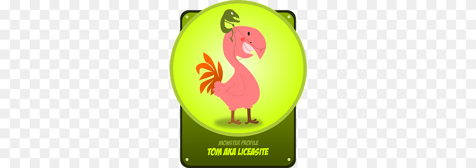 Bird Animal Png Image