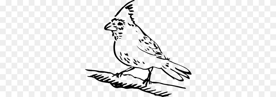 Bird Silhouette Free Transparent Png