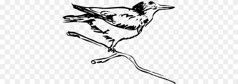 Bird Silhouette, Animal, Beak, Lighting Png Image