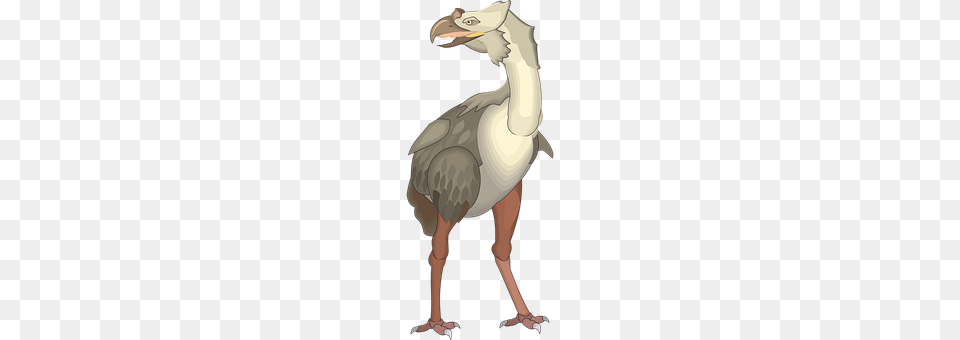 Bird Adult, Animal, Female, Person Free Transparent Png