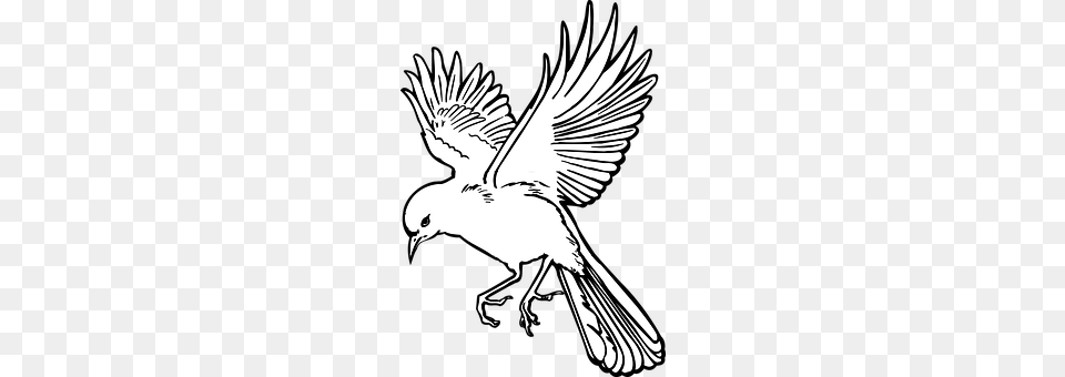 Bird Stencil, Person, Animal Free Transparent Png