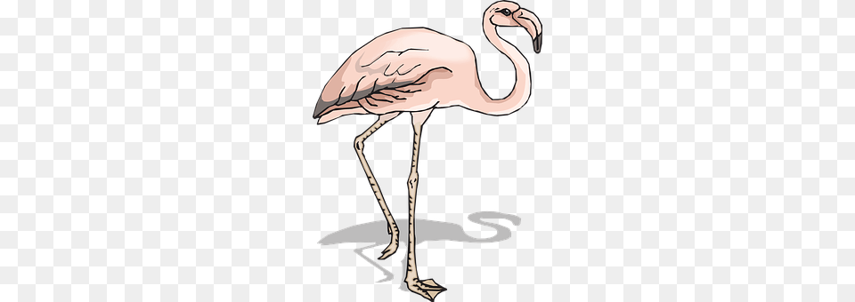 Bird Animal, Flamingo, Waterfowl, Beak Free Png