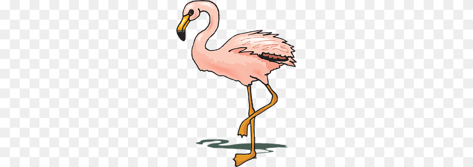 Bird Animal, Beak, Flamingo Png Image