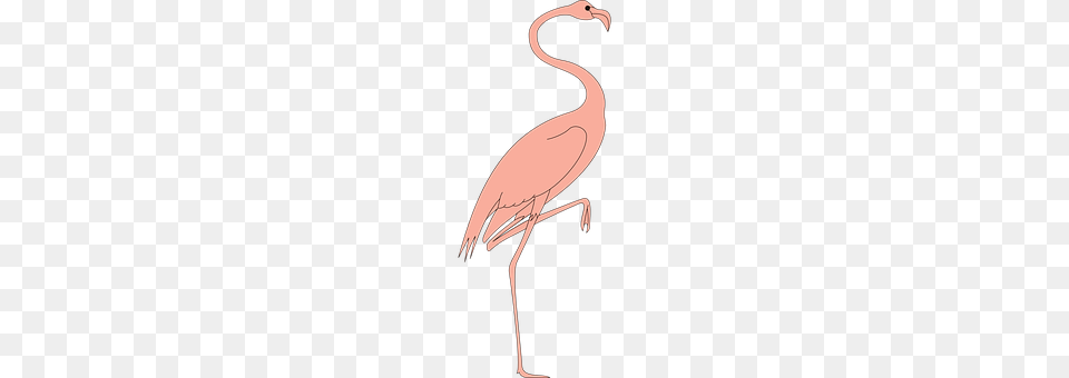 Bird Animal, Crane Bird, Waterfowl, Flamingo Png