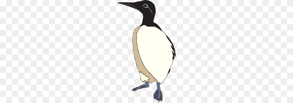 Bird Animal, Beak, Person, Waterfowl Free Png