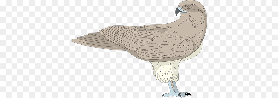 Bird Animal, Vulture, Kite Bird, Adult Free Png Download