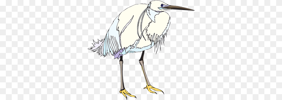 Bird Animal, Heron, Waterfowl, Crane Bird Free Transparent Png