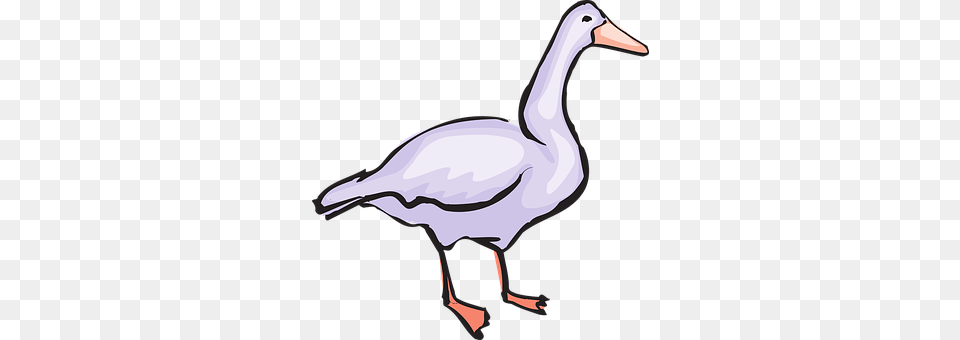 Bird Animal, Goose, Waterfowl, Adult Png Image