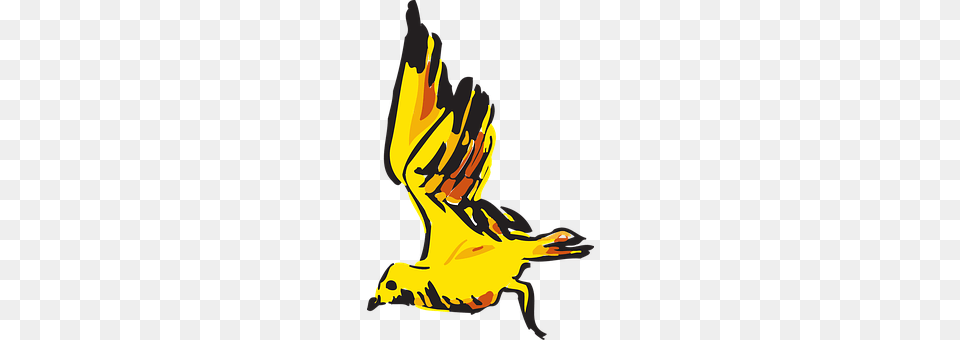 Bird Fire, Flame, Person Png