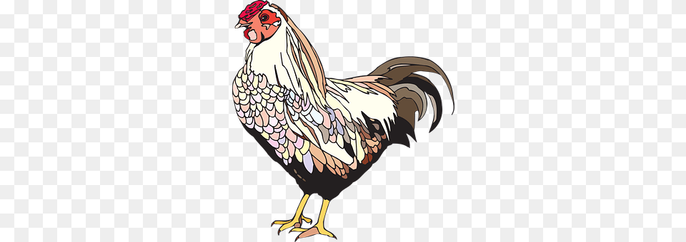 Bird Animal, Fowl, Poultry, Person Free Transparent Png