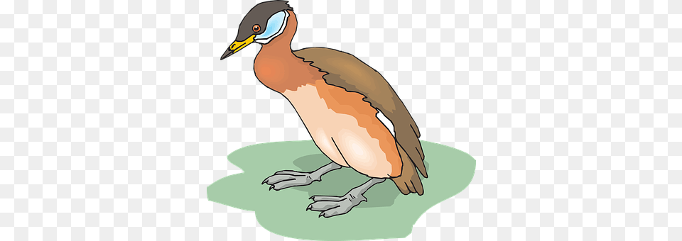 Bird Animal, Beak, Waterfowl Free Png Download