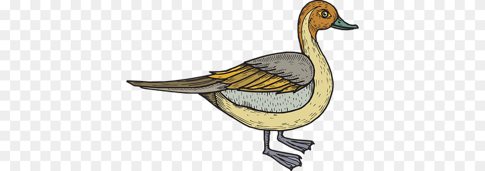 Bird Animal, Anseriformes, Waterfowl, Smoke Pipe Png Image