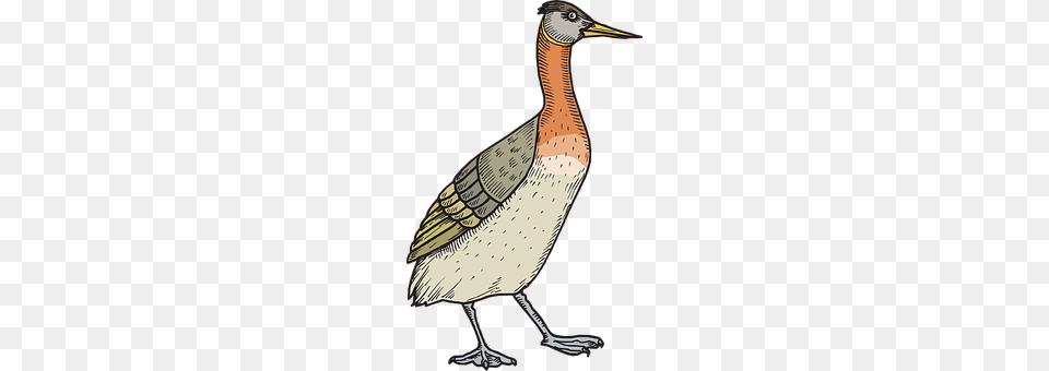 Bird Animal, Waterfowl, Anseriformes, Art Png