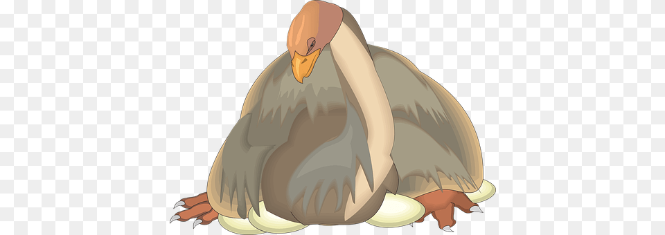 Bird Animal, Vulture Free Png