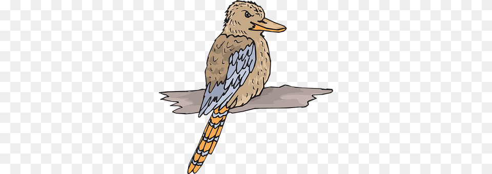 Bird Animal, Beak, Jay, Adult Free Transparent Png