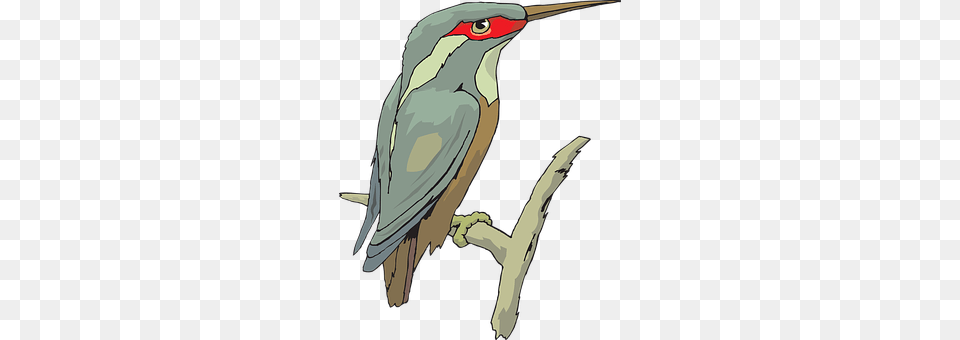 Bird Animal, Beak, Bee Eater, Person Free Transparent Png