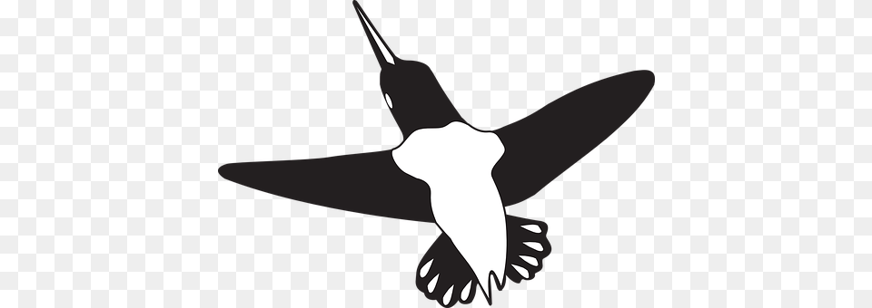 Bird Animal, Flying, Person, Hummingbird Free Png