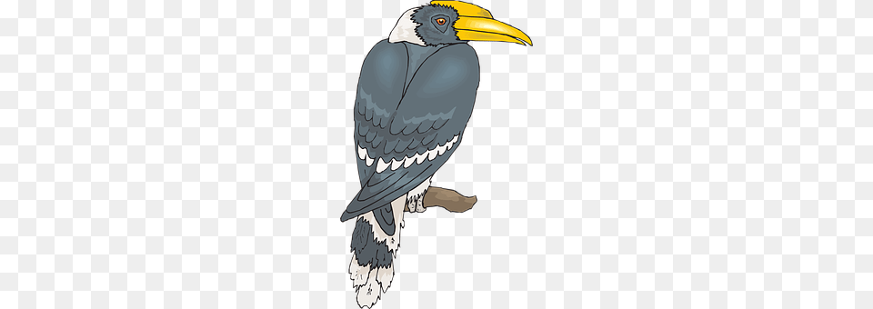 Bird Animal, Beak, Blackbird, Jay Free Transparent Png