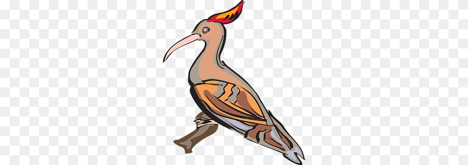 Bird Animal, Beak Free Transparent Png
