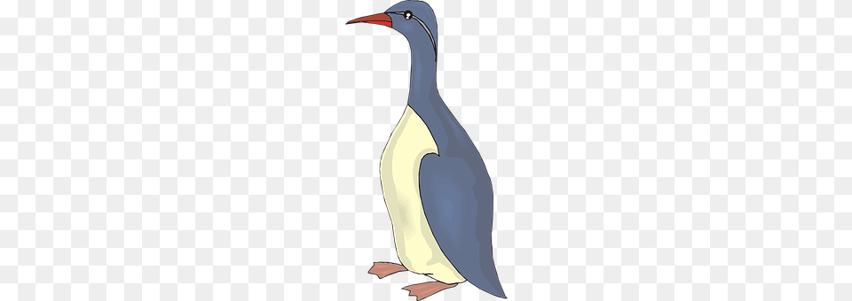 Bird Animal, Beak, Waterfowl Png Image