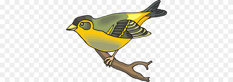 Bird Animal, Finch, Fish, Sea Life Free Png