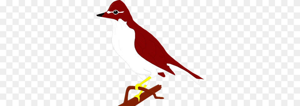 Bird Animal, Finch Free Transparent Png