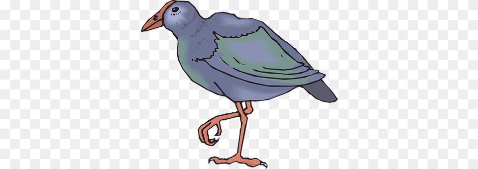 Bird Animal, Beak, Person Png Image