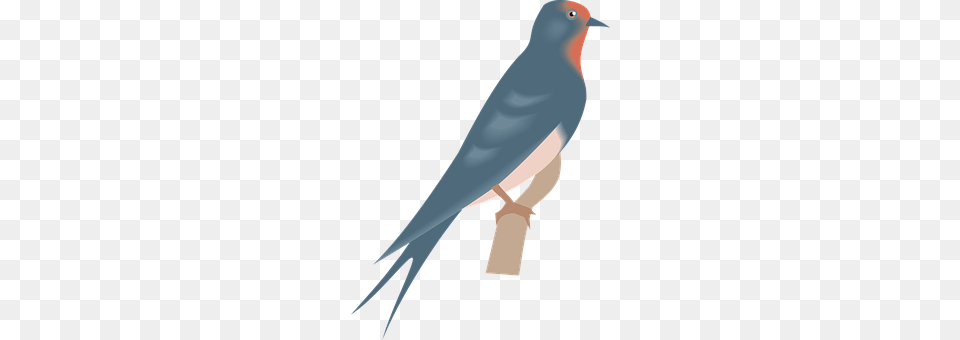 Bird Animal, Finch, Swallow Png Image
