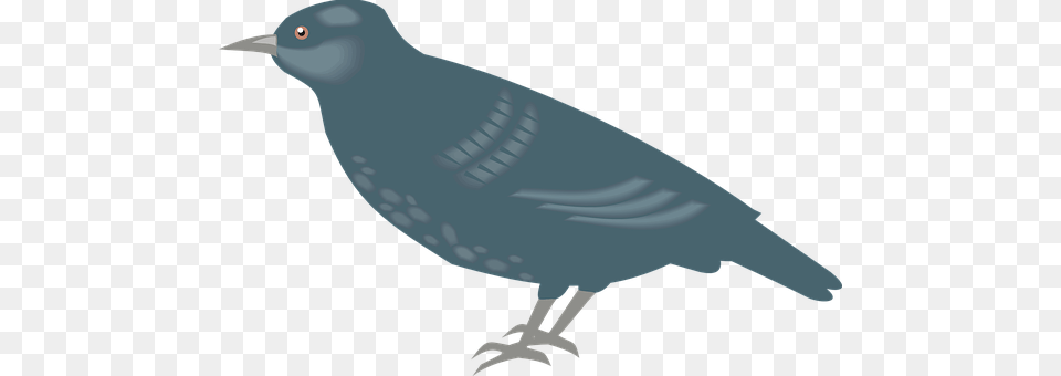 Bird Animal, Beak, Blackbird, Quail Free Transparent Png