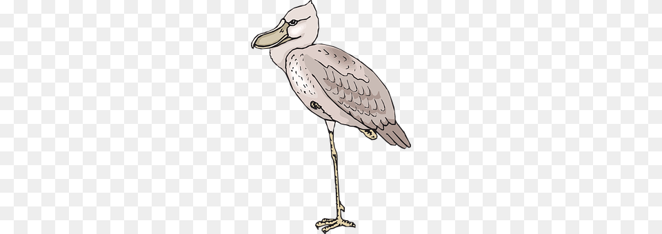 Bird Animal, Beak, Waterfowl, Adult Png