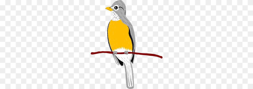 Bird Animal, Finch Free Png