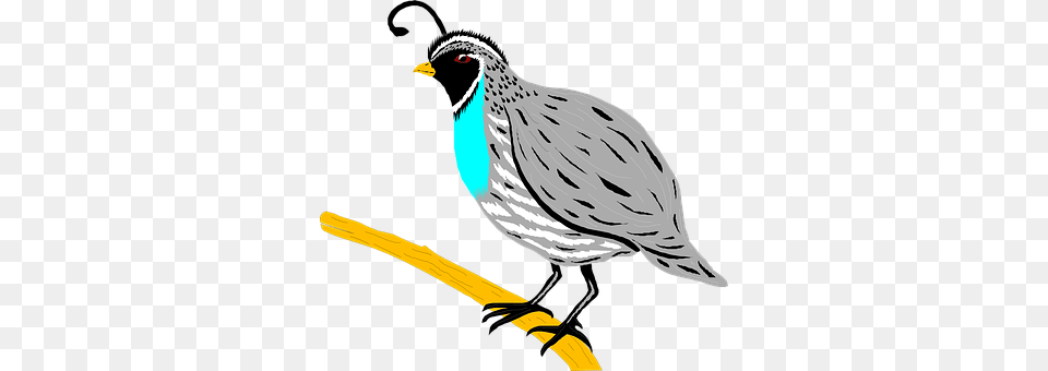 Bird Animal, Quail Free Transparent Png