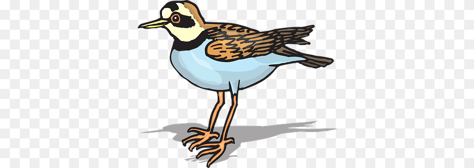 Bird Animal, Beak, Partridge, Sparrow Free Png
