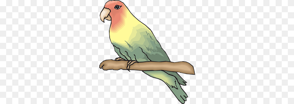 Bird Animal, Parakeet, Parrot, Smoke Pipe Free Transparent Png