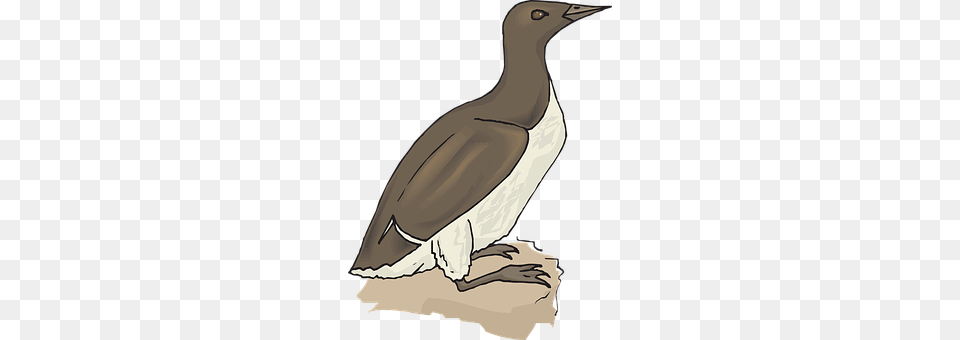 Bird Animal, Booby, Person Free Transparent Png