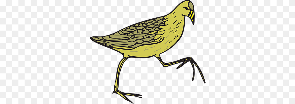 Bird Animal, Beak, Quail, Anthus Free Png Download