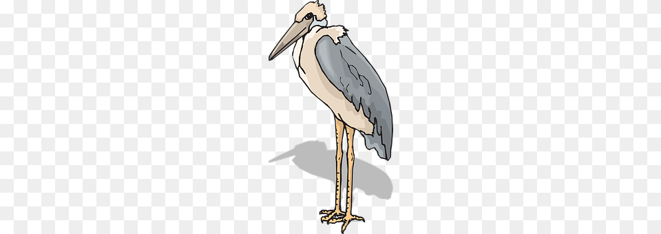 Bird Animal, Stork, Waterfowl, Beak Png