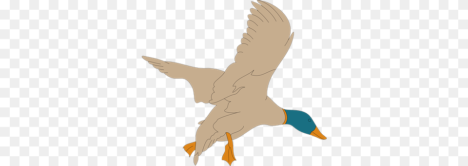 Bird Animal, Flying, Goose, Waterfowl Free Png