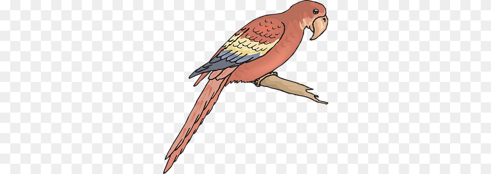 Bird Animal, Beak, Parakeet, Parrot Png Image