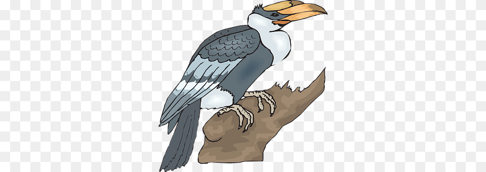 Bird Animal, Beak, Vulture, Cormorant Free Transparent Png