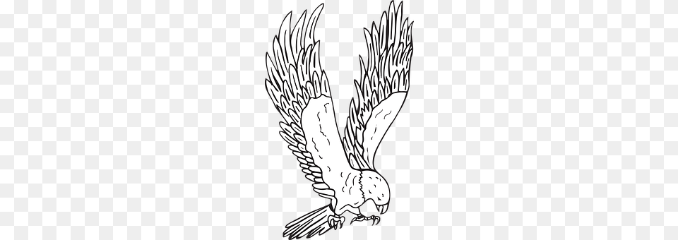 Bird Animal, Flying, Eagle Png