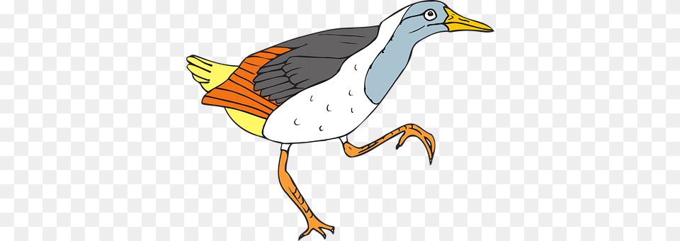 Bird Animal, Beak, Waterfowl Free Transparent Png